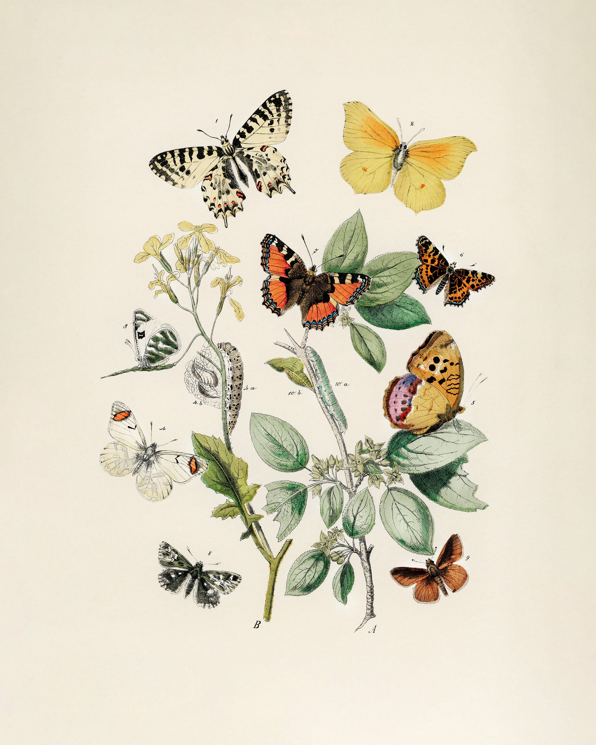 Art print of European Butterflies and Moths by William Forsell Kirby, 1882
