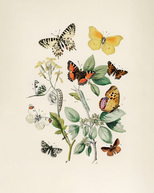 Art print of European Butterflies and Moths by William Forsell Kirby, 1882