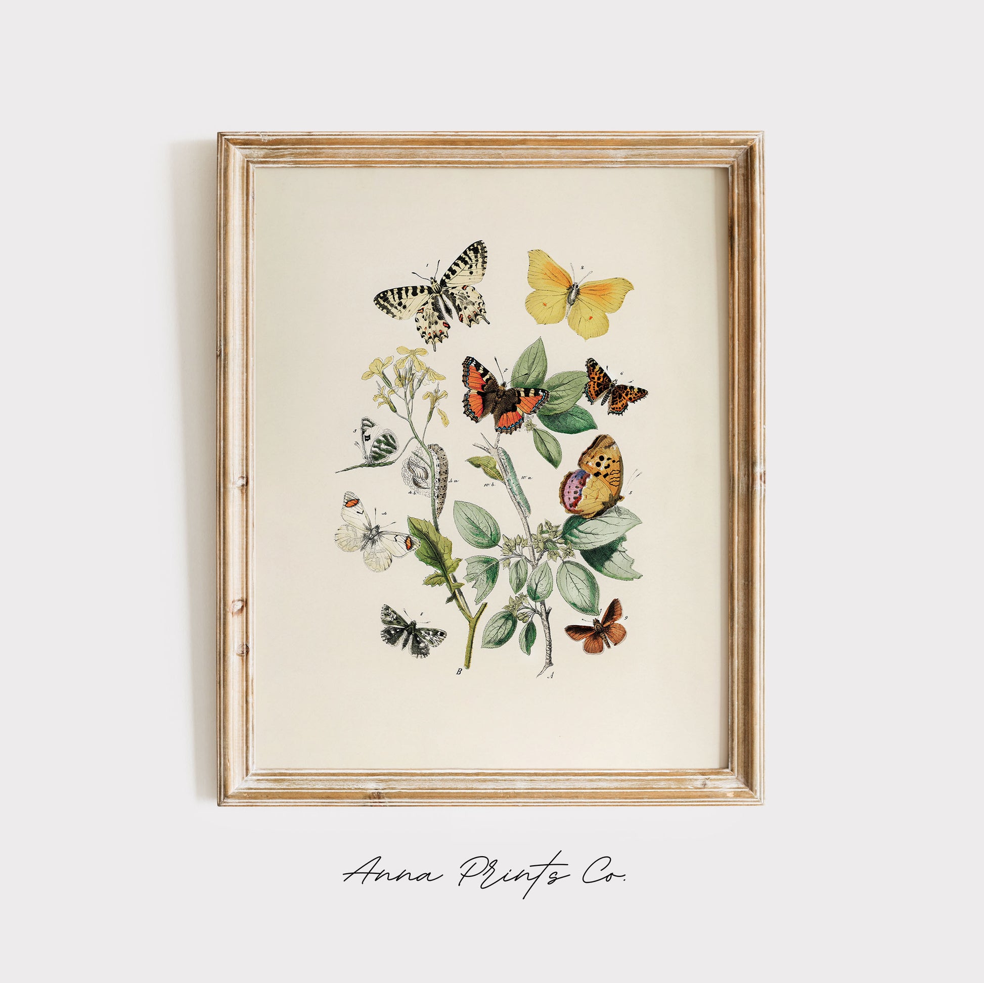 Vintage art print of European Butterflies and Moths displayed in wooden frame