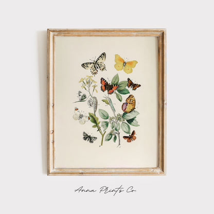 Vintage art print of European Butterflies and Moths displayed in wooden frame