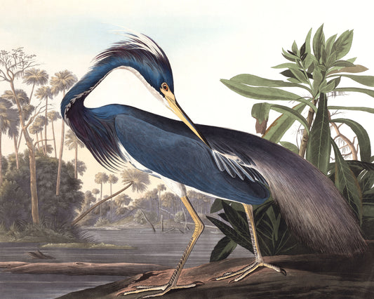 Art print of Louisiana Heron by John James Audubon, c. 1830