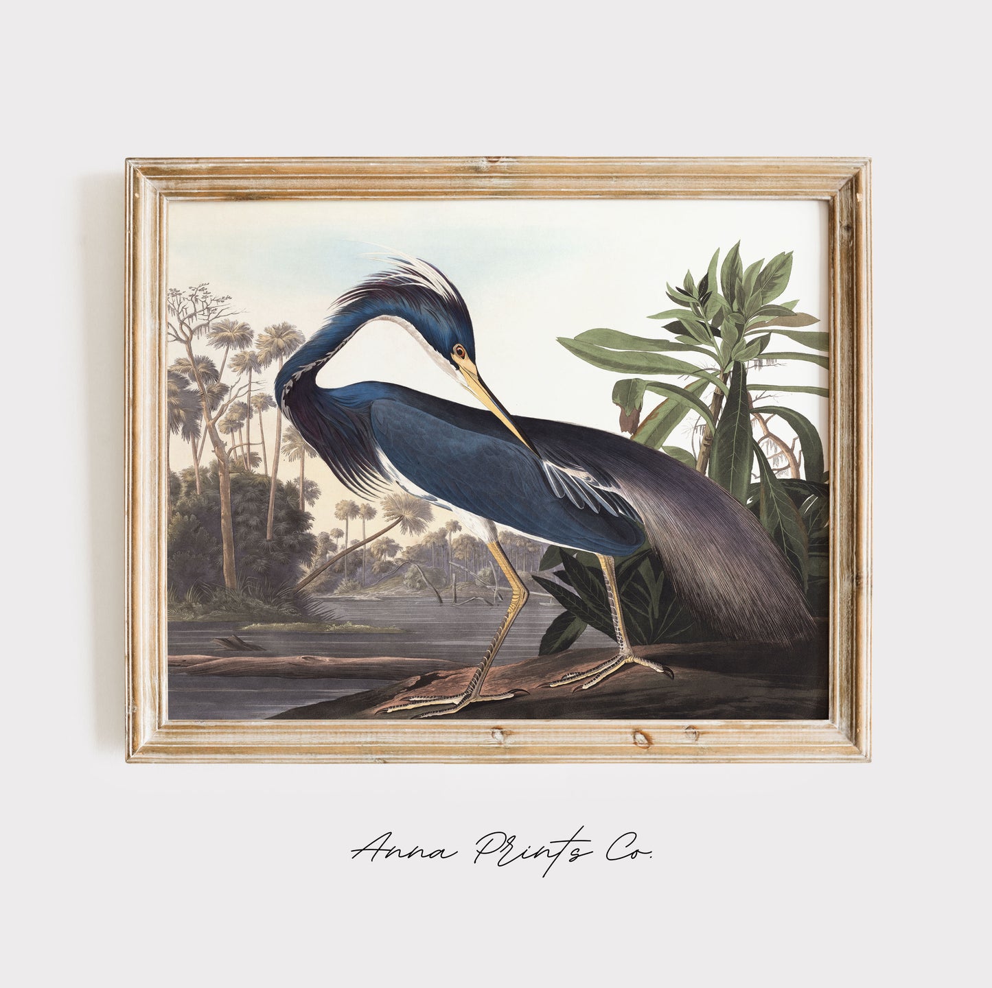 Vintage art print of Louisiana Heron by Audubon displayed in wooden frame