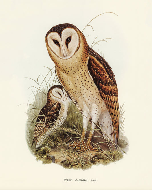 Art print of Grass Owl, Strix Candida) by Elizabeth Gould, 1804-1841