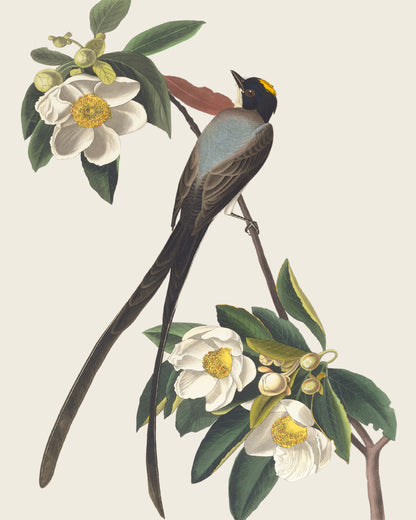 Art print of Fork-Tailed Flycatcher by John James Audubon, 19th century