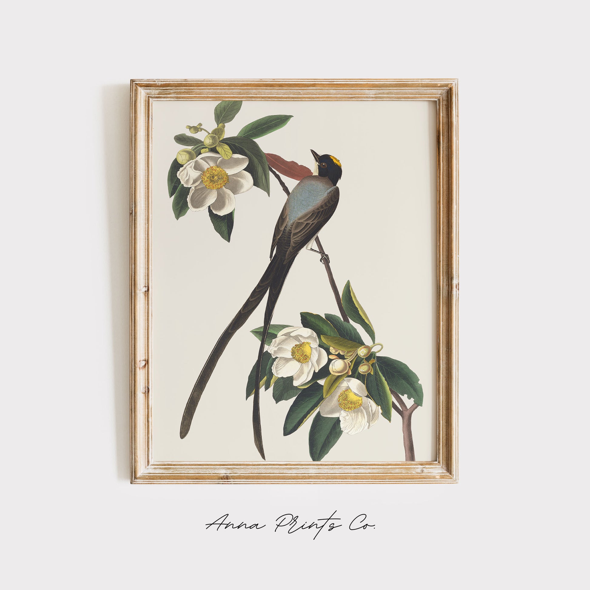 Vintage art print of Fork-Tailed Flycatcher by Audubon displayed in wooden frame