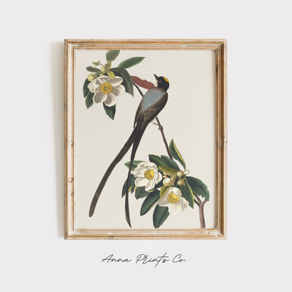Vintage art print of Fork-Tailed Flycatcher by Audubon displayed in wooden frame
