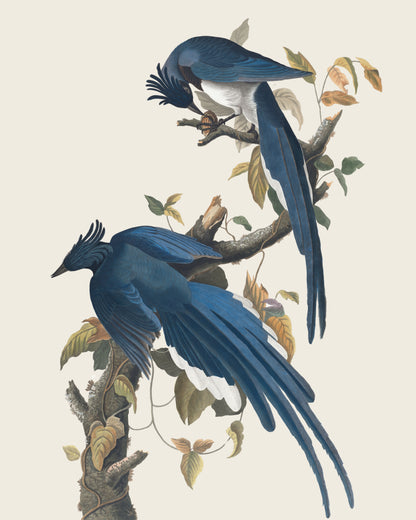 Art print of Columbia Jay by John James Audubon, 19th century