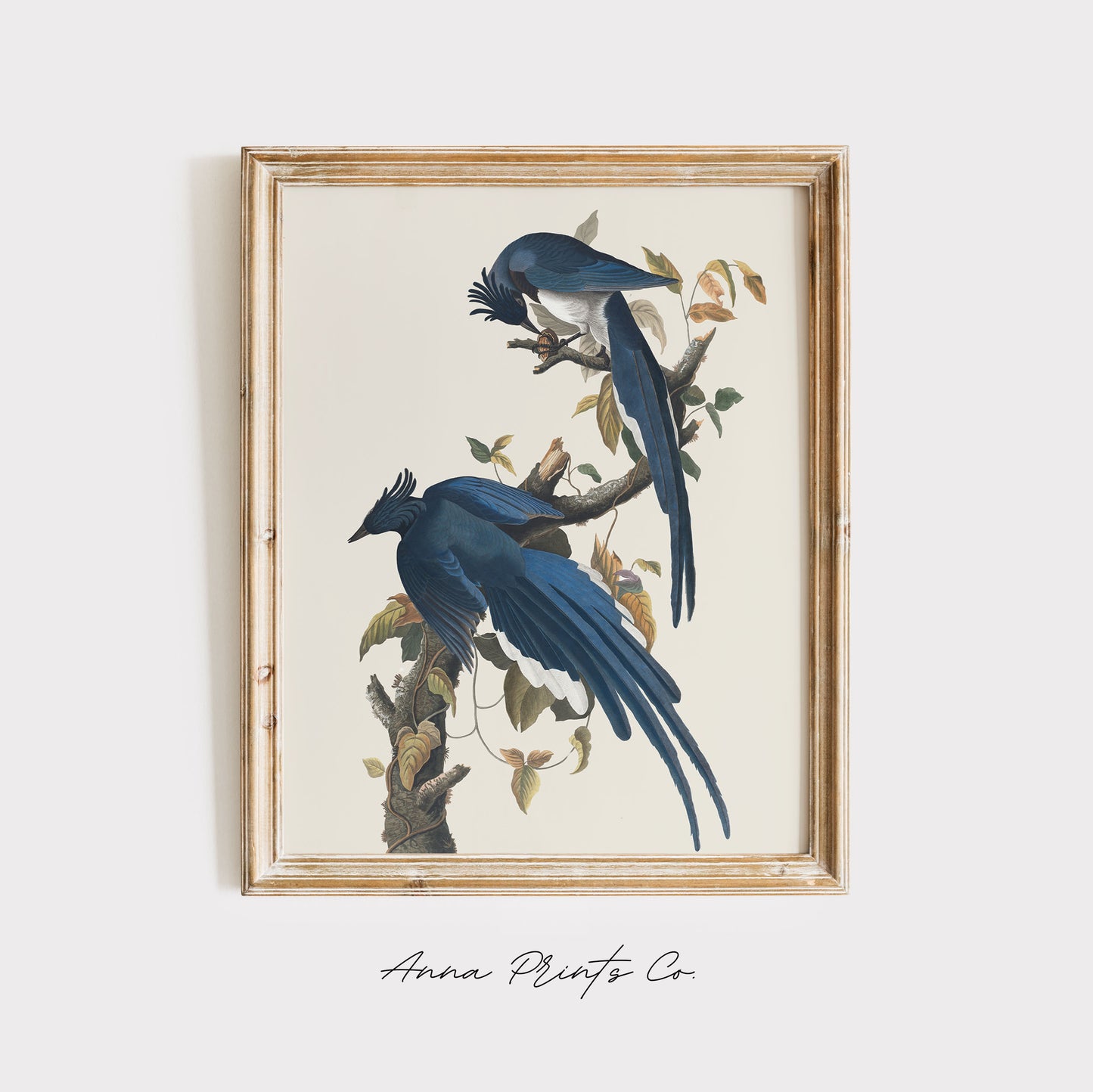 Vintage art print of Columbia Jay Illustration by Audubon displayed in wooden frame