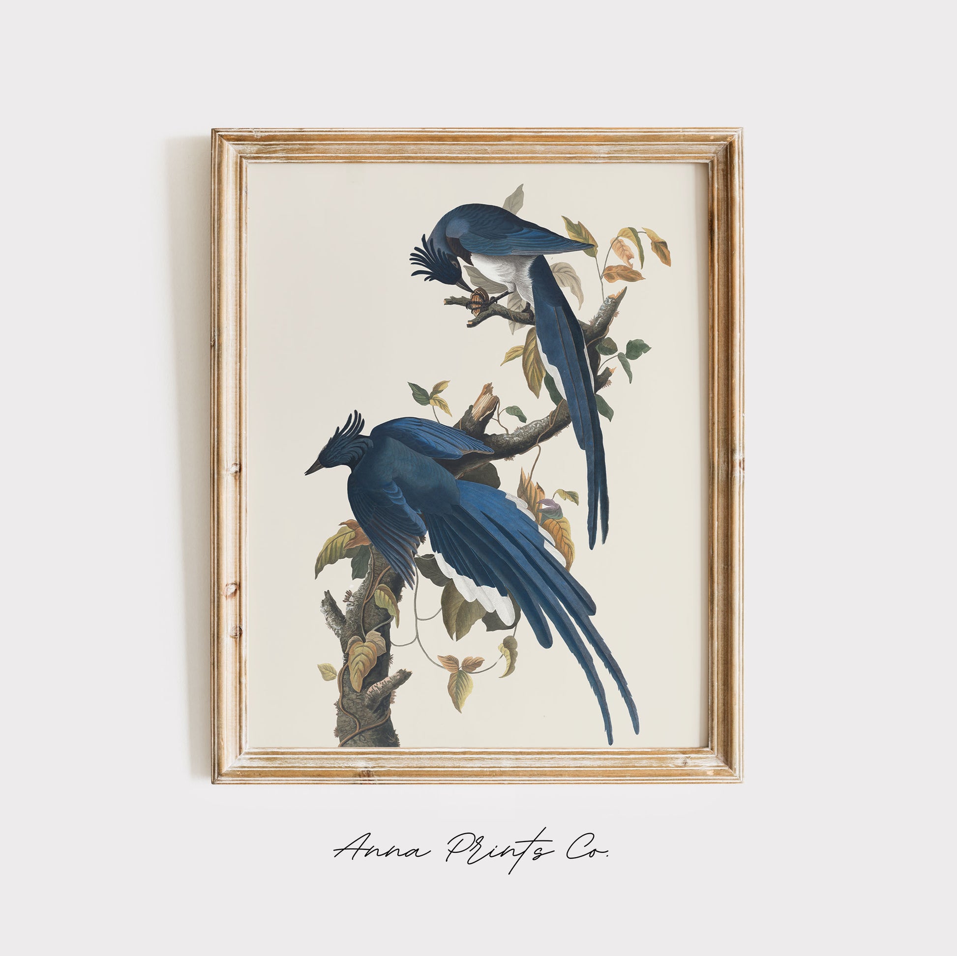 Vintage art print of Columbia Jay Illustration by Audubon displayed in wooden frame