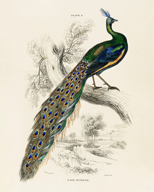 Art print of A Majestic Male Peafowl by Sir William Jardine, 1836