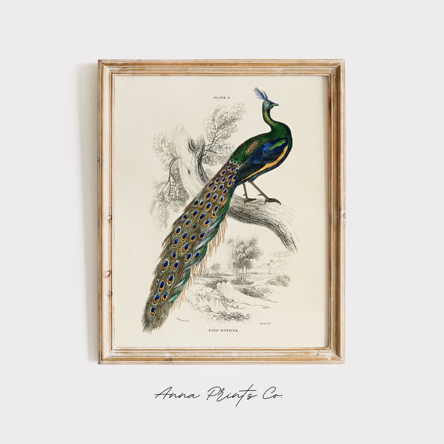 Vintage art print of Majestic Male Peafowl Illustration displayed in wooden frame