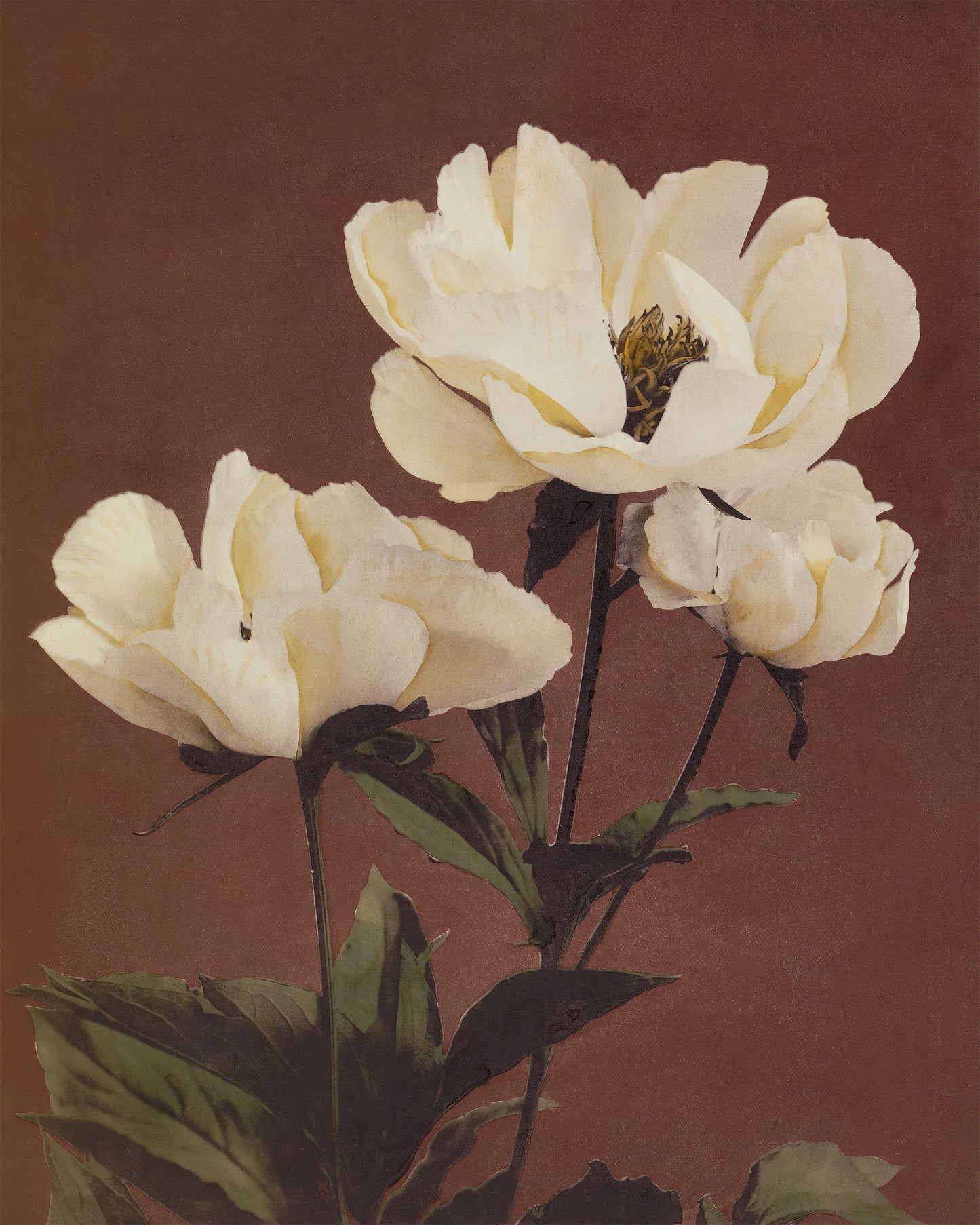 Art print of Hærdaceous Pæony by Kazumasa Ogawa, 1896