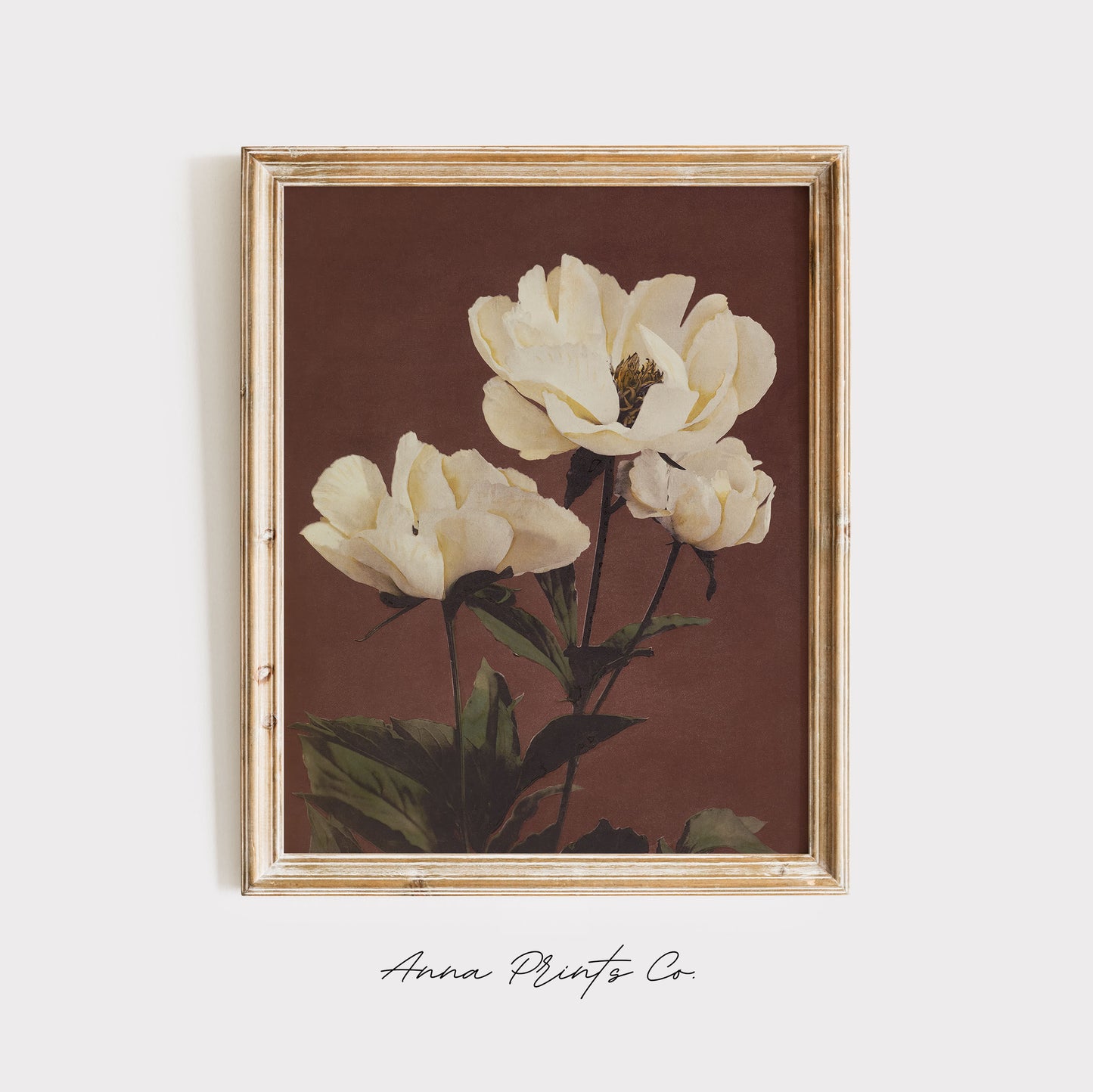 Vintage art print of Hærdaceous Pæony White FLowers displayed in wooden frame
