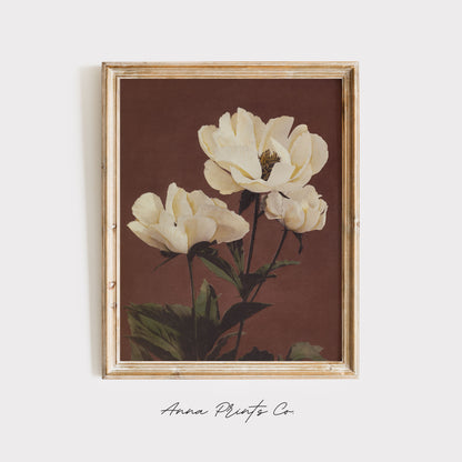 Vintage art print of Hærdaceous Pæony White FLowers displayed in wooden frame