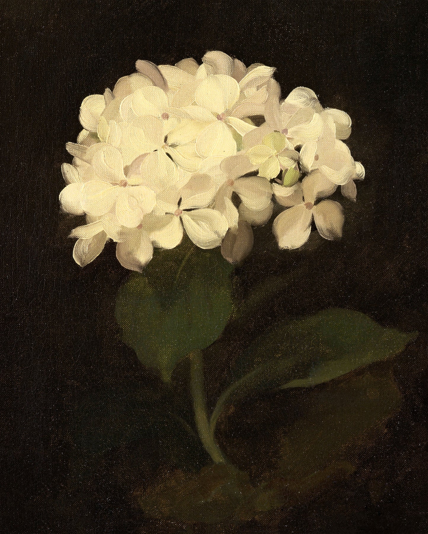 Art print of White Hydrangea by Stuart Park, c. 1890
