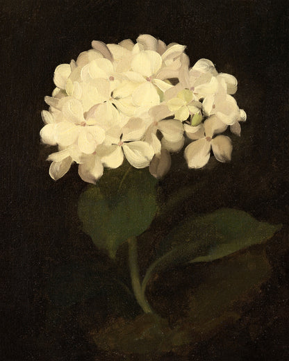 Art print of White Hydrangea by Stuart Park, c. 1890