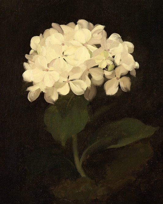 Art print of White Hydrangea by Stuart Park, c. 1890