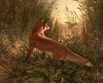 Art print of A Fox by Siegwald Dahl, 1868