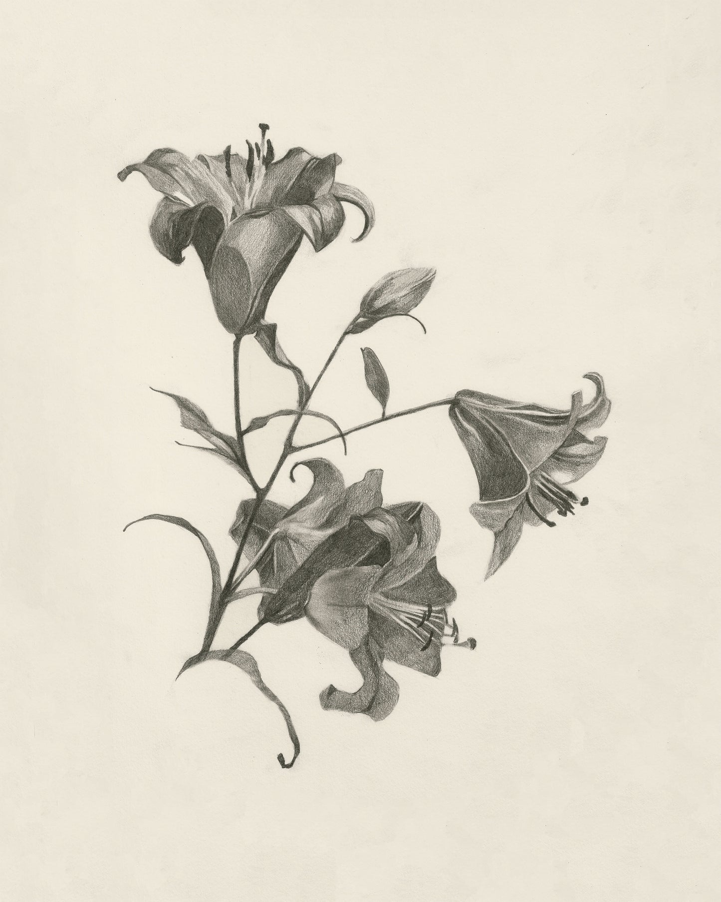 Art print of Lillies Sketch by Olesya Samoylenko, 2023