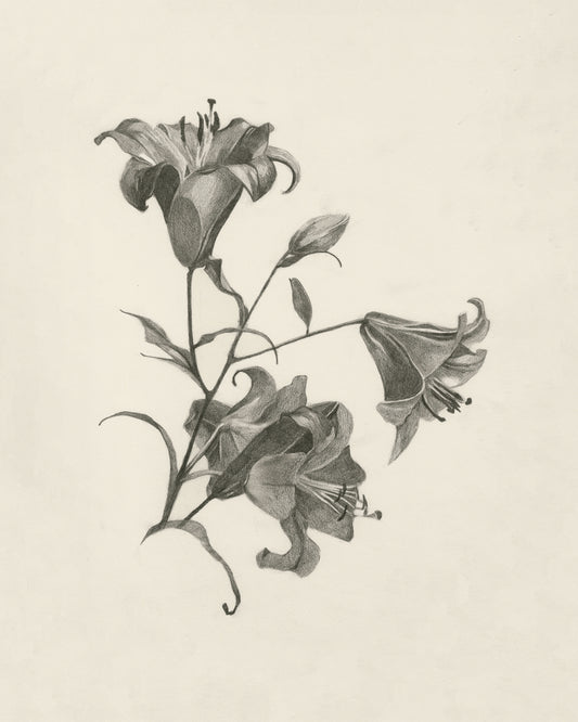 Art print of Lillies Sketch by Olesya Samoylenko, 2023