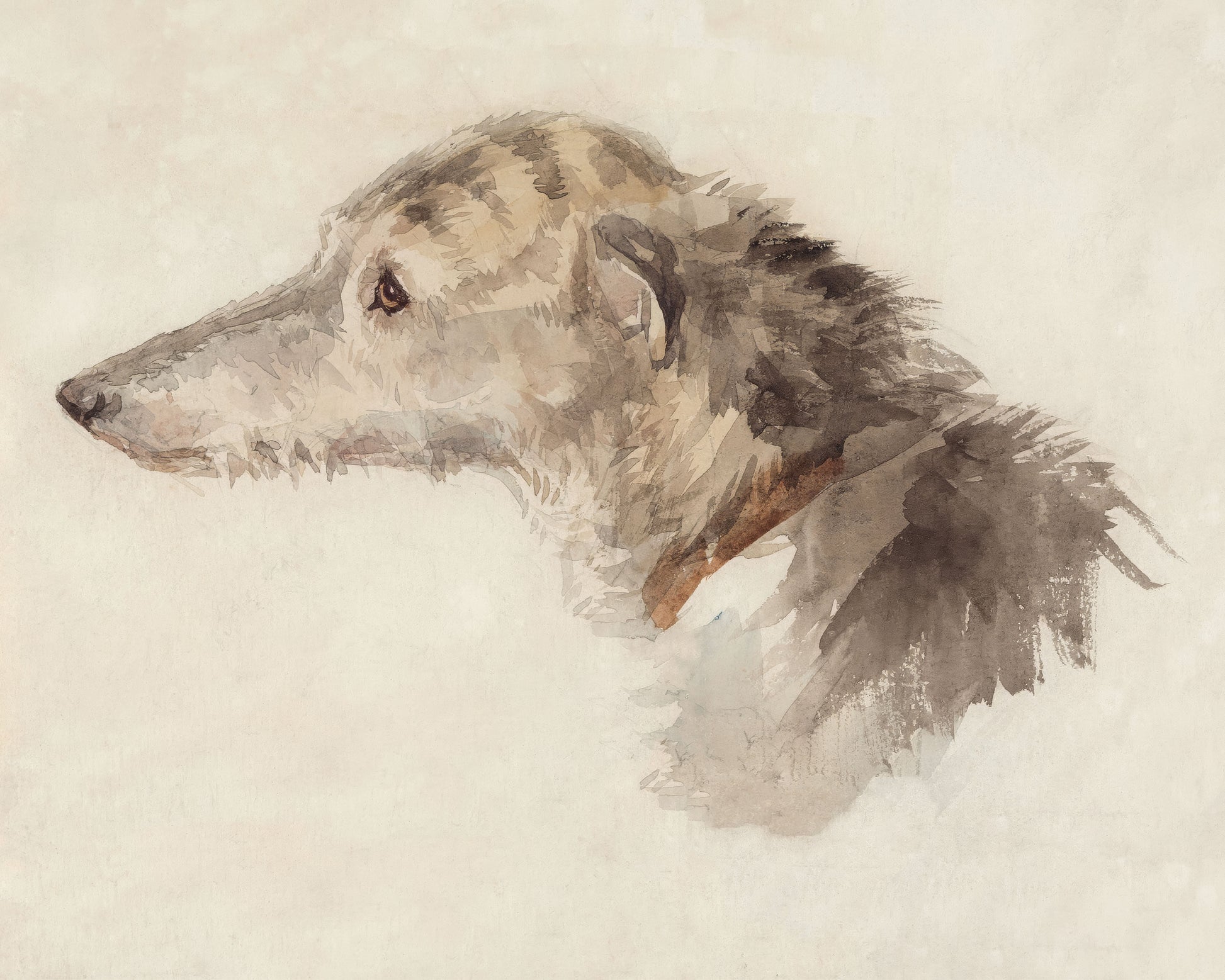 Art print of An Irish Wolfhound by Edwin Landseer, 19th century
