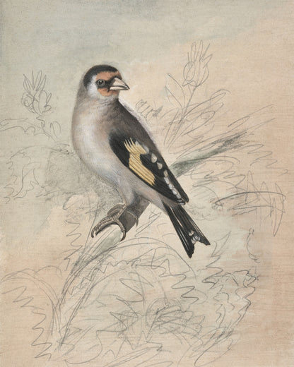Art print of A European Goldfinch by James Sowerby, c. early 19th century