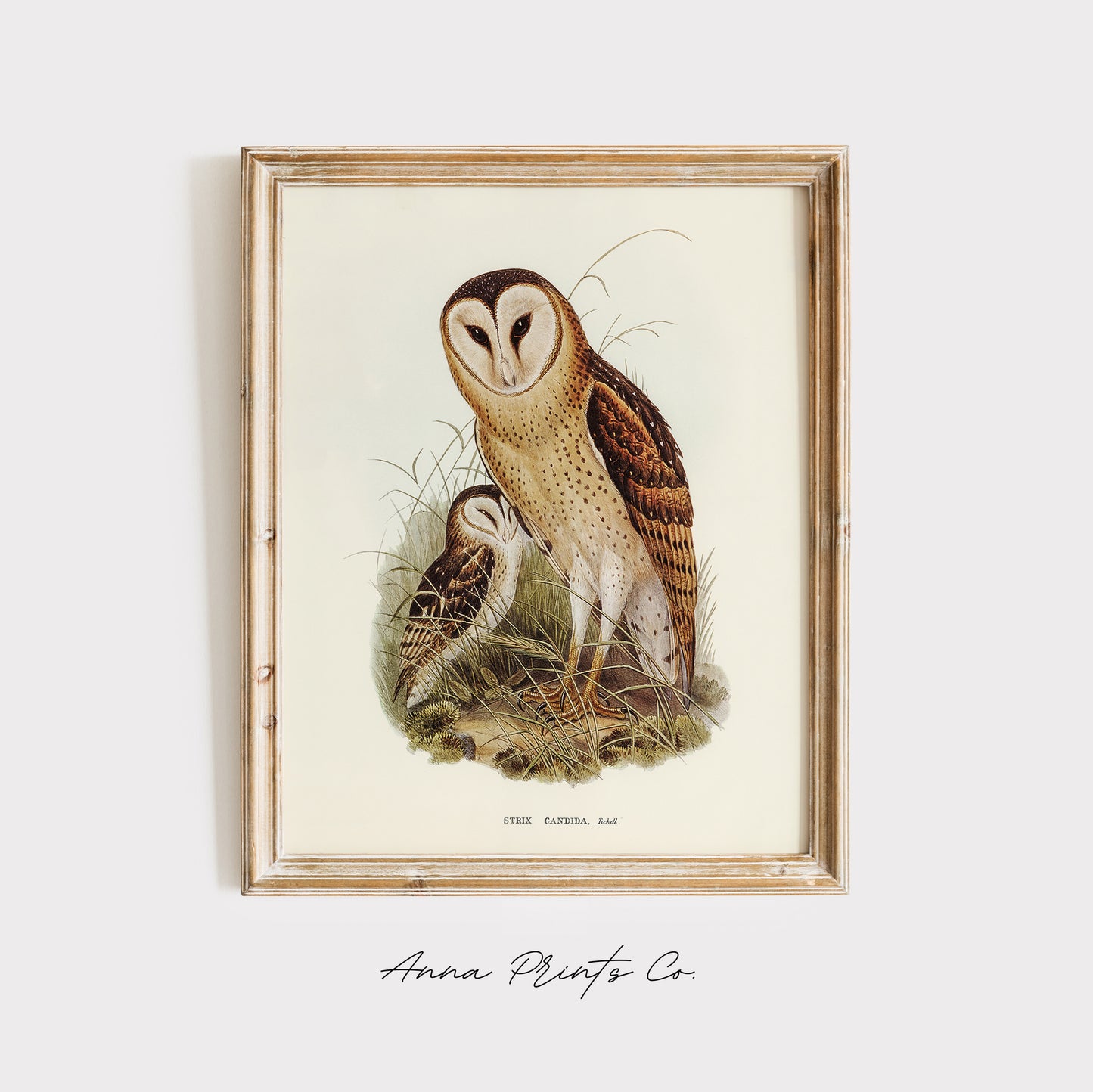 Vintage art print of Grass Owl, Strix Candida) Illustration displayed in wooden frame