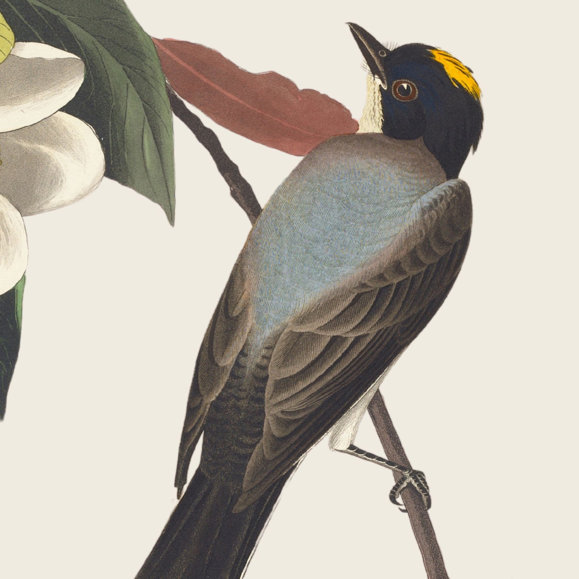 Illustration of a bird perched on a branch with leaves and flowers in the background