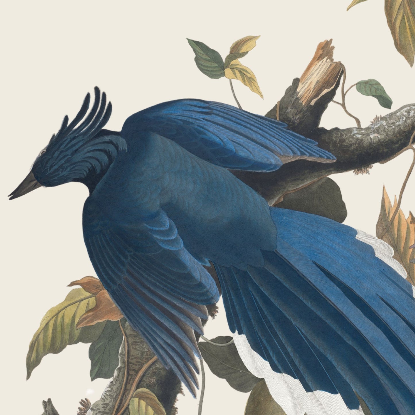 Columbia Jay | John James Audubon (19th century)