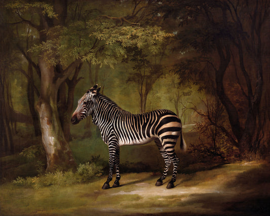 Art print of Zebra by George Stubbs, 1763