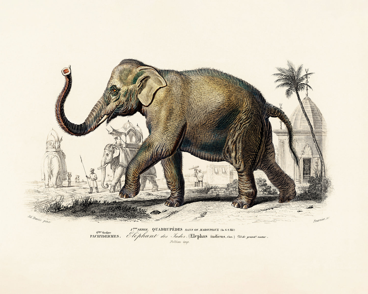 Art print of Asiatic elephant, Elephas maximus) indicus by Charles Dessalines D' Orbigny, 19th century