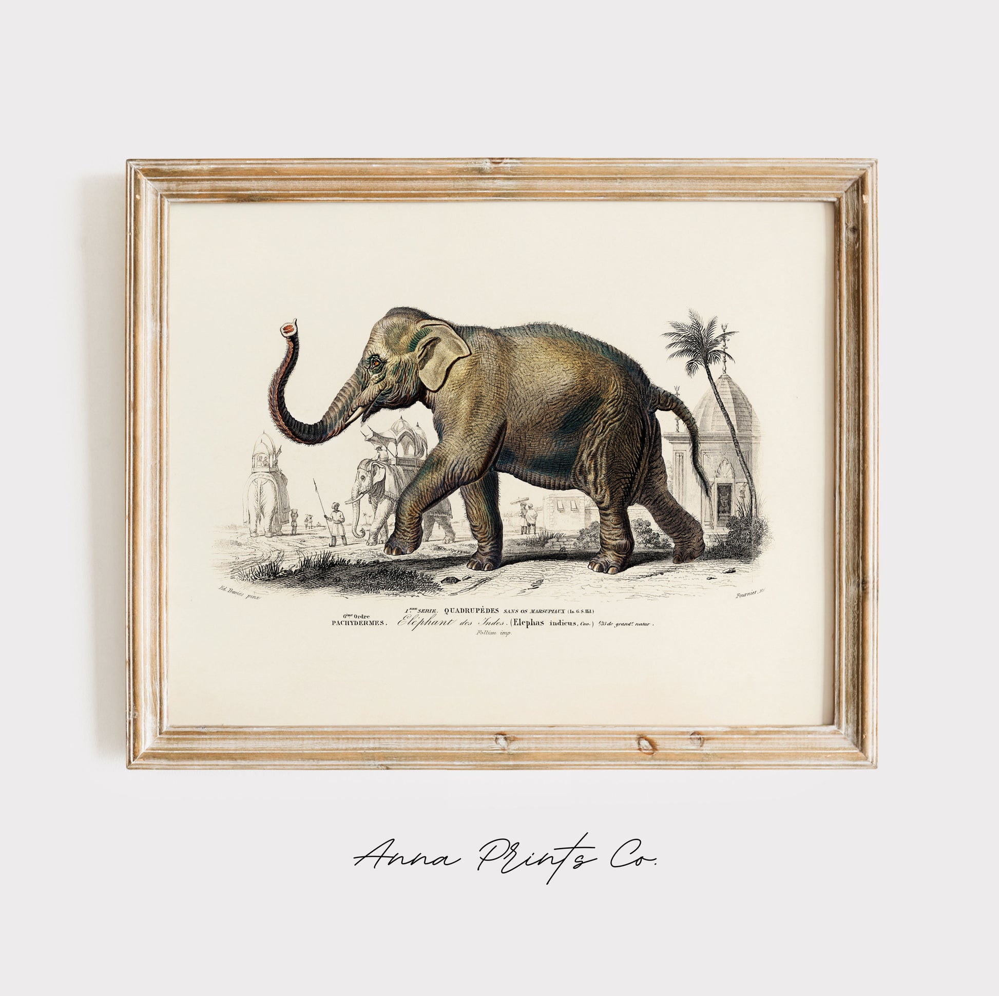 Vintage art print of Asiatic elephant Illustration displayed in wooden frame