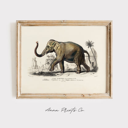 Vintage art print of Asiatic elephant Illustration displayed in wooden frame