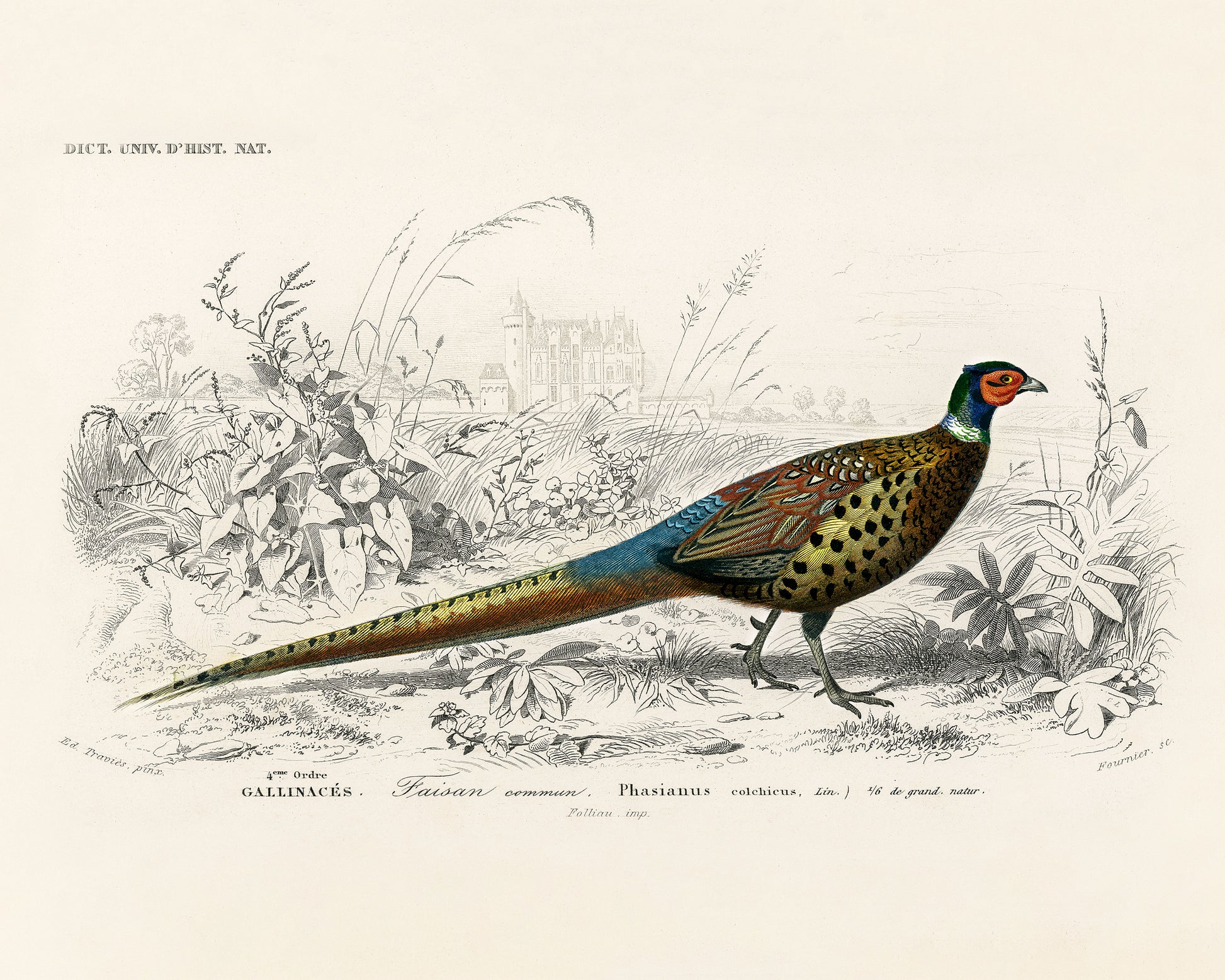 Art print of Ring-neckrd pheasant, Phasianus colchicus) by Charles Dessalines D' Orbigny, 19th century