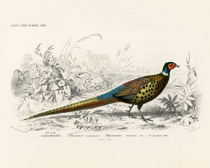 Art print of Ring-neckrd pheasant, Phasianus colchicus) by Charles Dessalines D' Orbigny, 19th century