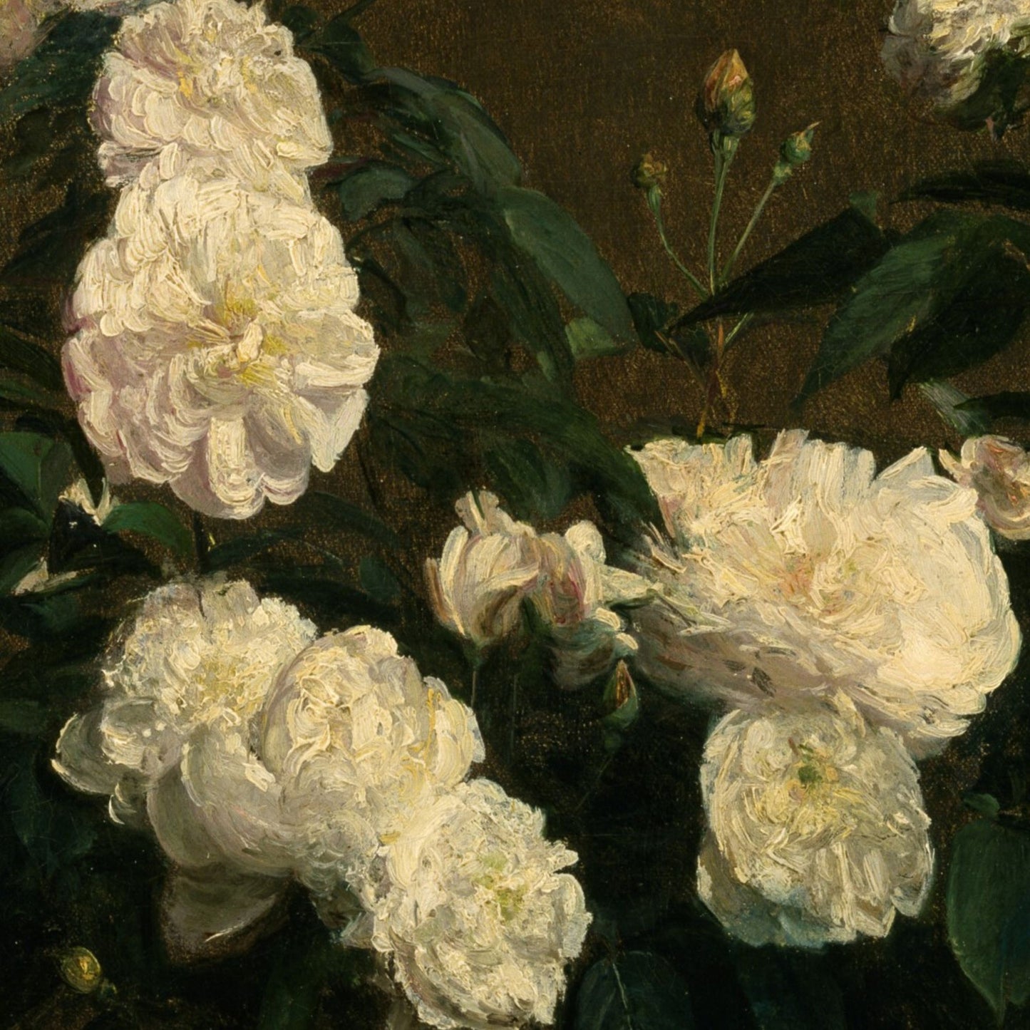 Close-up of white flowers with green leaves on a dark background