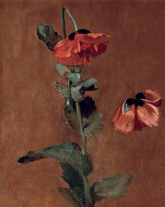 Art print of Study of Poppies by James Inskipp, 1832