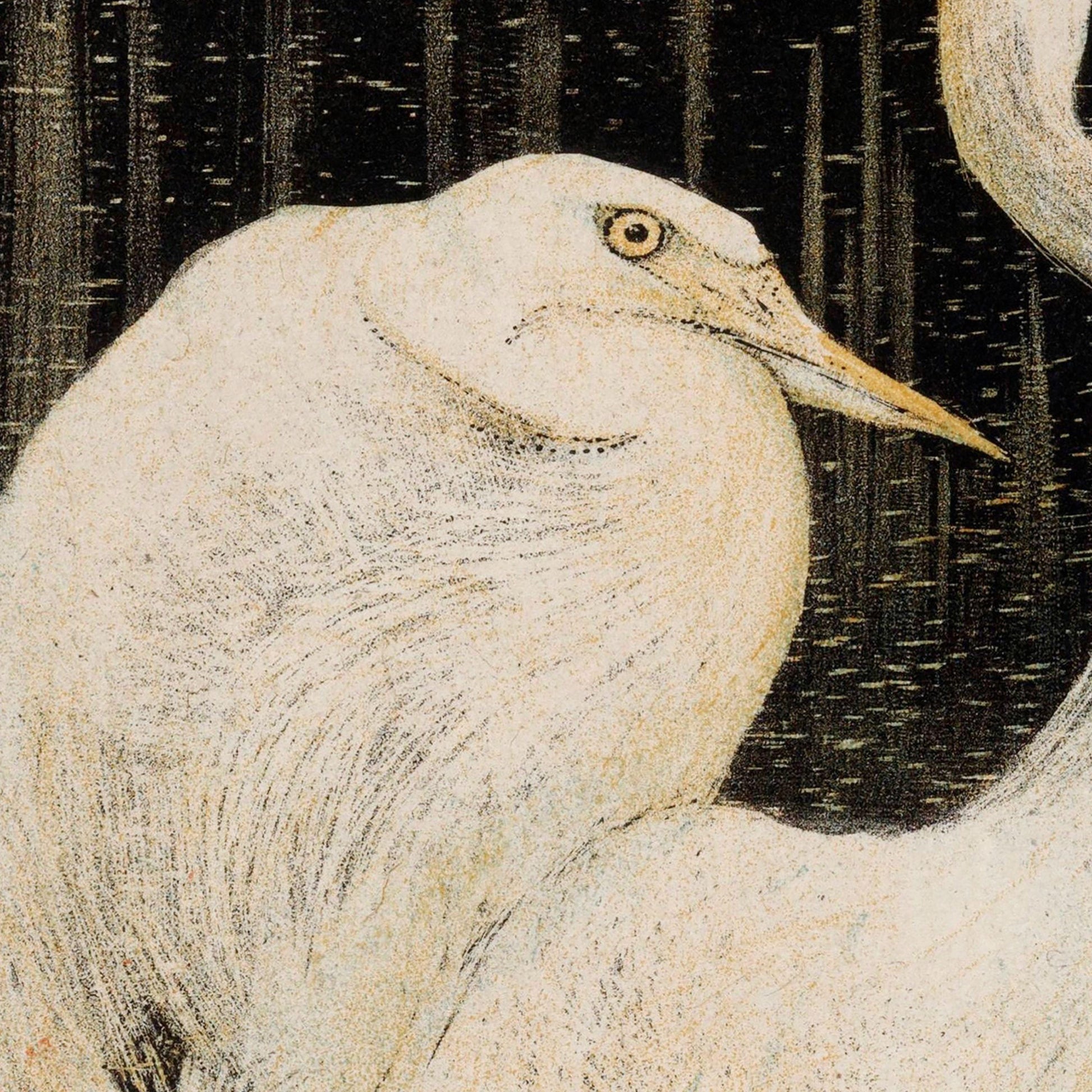 Illustration of a heron with a starry night background