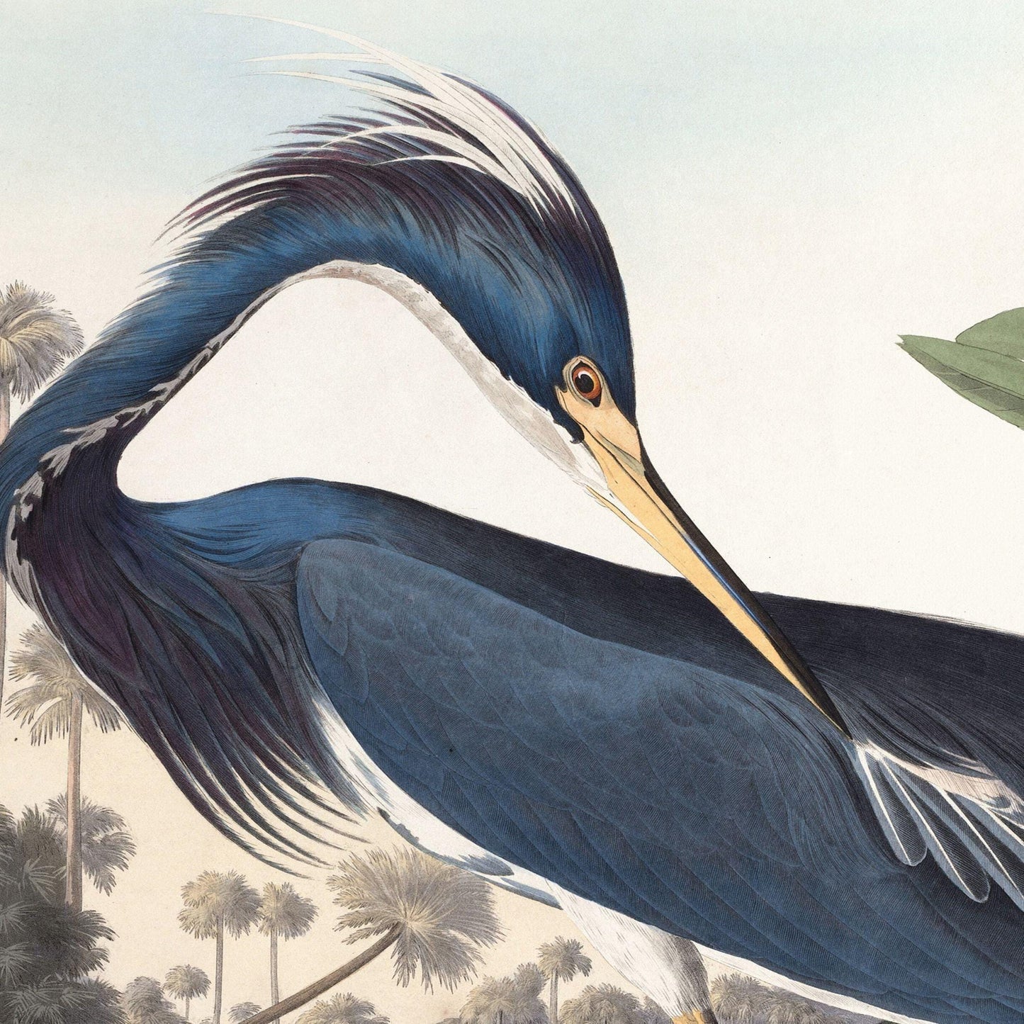 Illustration of a blue heron with a natural background