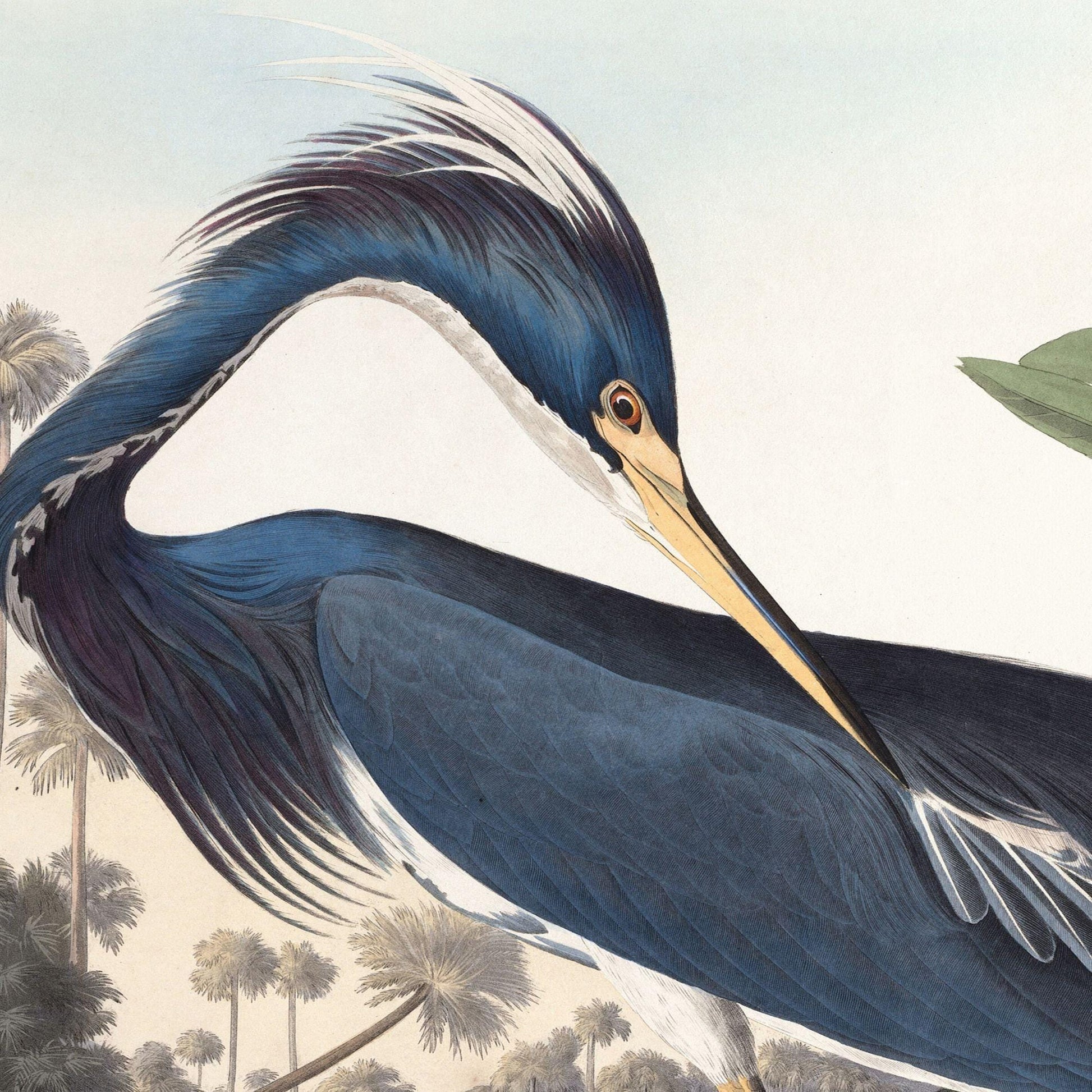 Illustration of a blue heron with a natural background