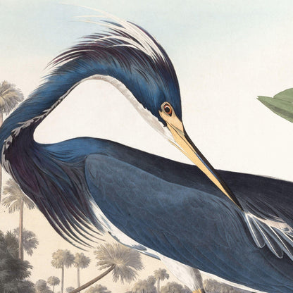 Illustration of a blue heron with a natural background