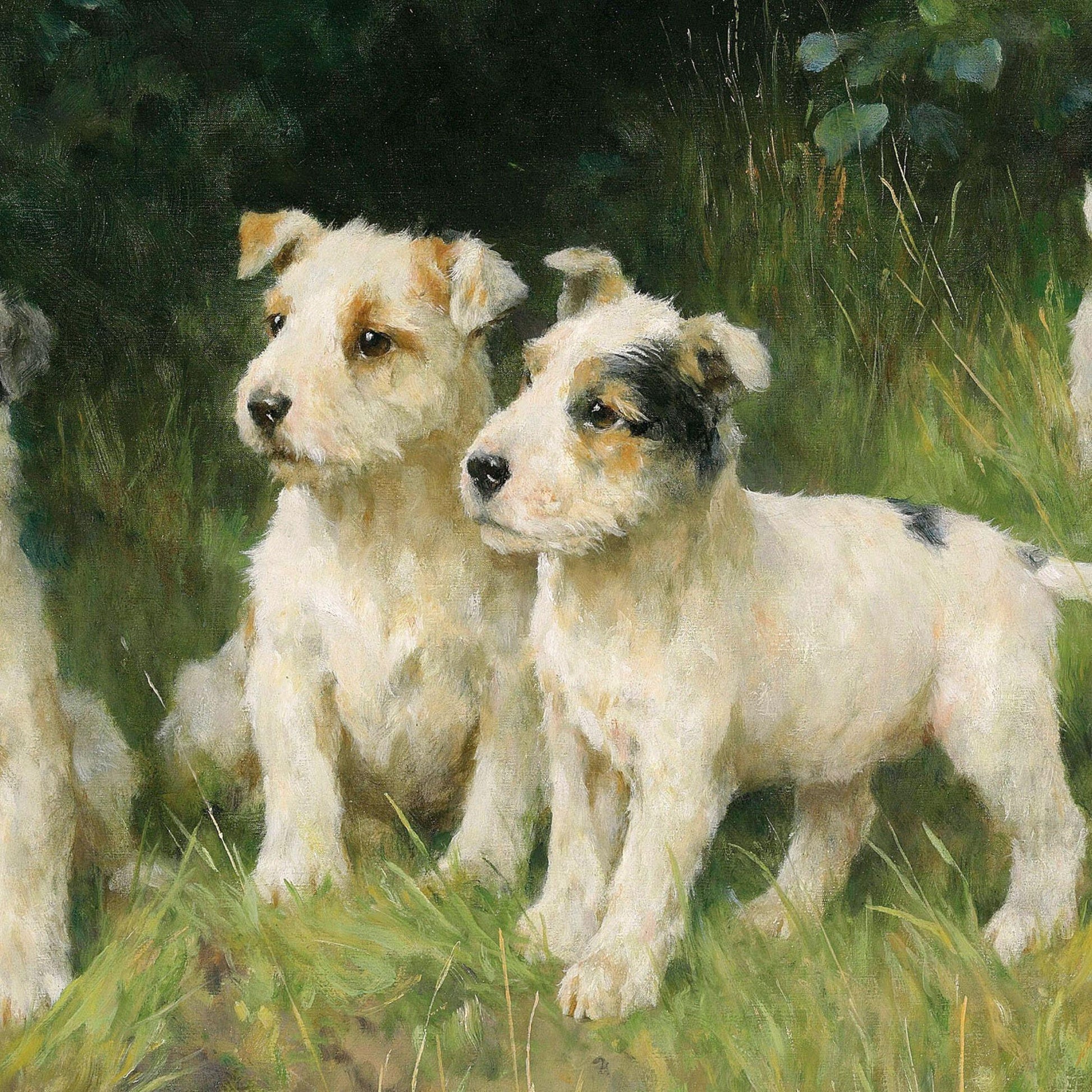 Two terrier dogs standing in a grassy field with trees in the background
